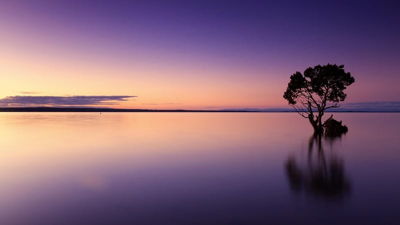 Sunset in the Jungle
